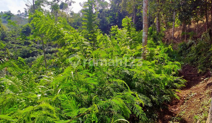 Sold Cheap Via Auction Land Ampelgading Malang AG796