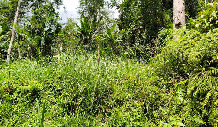 Dijual Murah Via Lelang Tanah Badung Bali P1942 Dijual Murah Via Lelang Tanah Badung Bali P1942