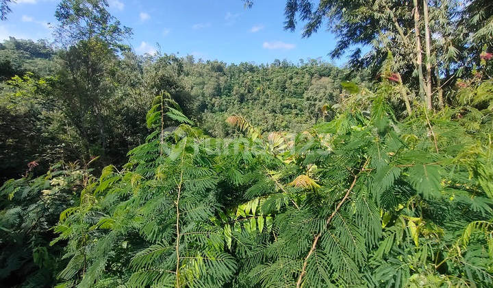 Sold Cheap Via Auction Ampelgading Malang Land AG705