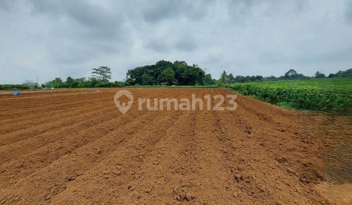 Affordably Sold Via Auction Land Ciseeng Bogor CS702 Affordably Sold Via Auction Land Ciseeng Bogor CS702