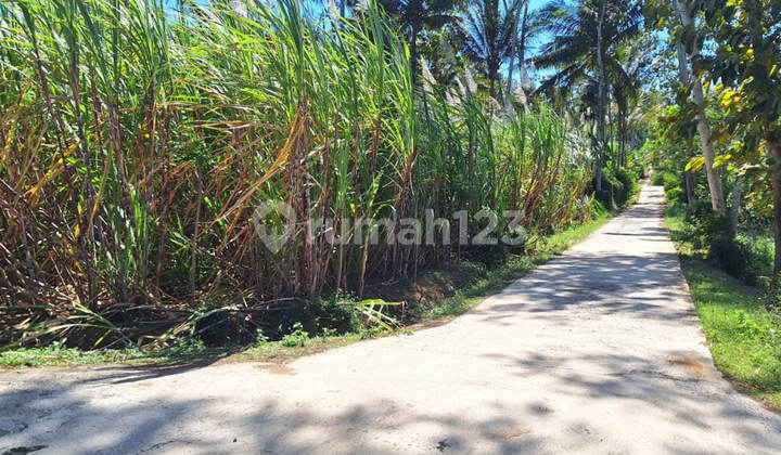 Bumirejo Dampit Malang Land (D2067) Bumirejo Dampit Malang Land (D2067)