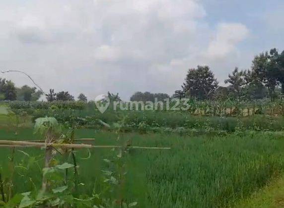 Dijual Tanah Nol Jalan Raya Murah Daerah Bojonegoro 2