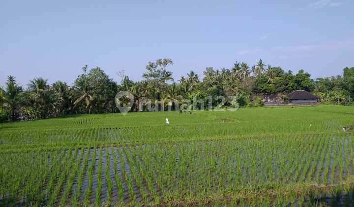 For Rent 10 Are Land with Rice Field View, Suitable for Villa - Kerambitan, Tabanan
