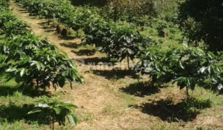 Tanah Perkebunan Produktif 4 Ha - View Laut & Gunung Di Gesing Buleleng Tanah Perkebunan Produktif 4 Ha - View Laut & Gunung Di Gesing Buleleng