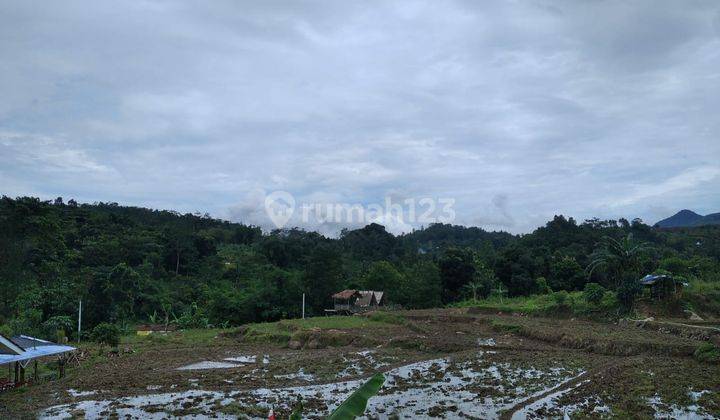Di Jual Tanah Sawah Pinggir Jalan Di Sekitar Sentul  2