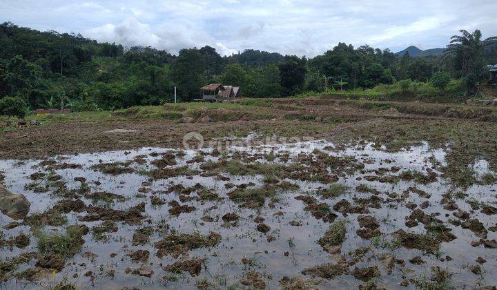 Di Jual Tanah Sawah Pinggir Jalan Di Sekitar Sentul  1