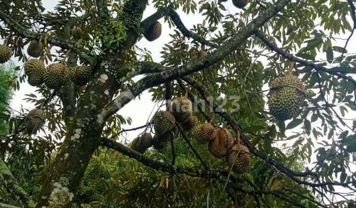 Di Jual Tanah Pohon Durian Produktif Di Bogor  2