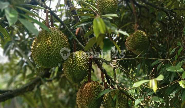 Di Jual Tanah Pohon Durian Produktif Di Bogor  1