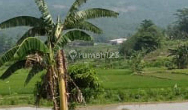 Di Jual Tanah Sawah Pinggir Jalan  2