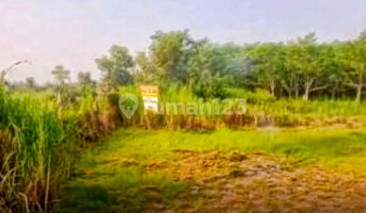 Turun Harga Lagi! Tanah 5 Hektar Hanya 130rb/m2 Harga Murah Di Bawah Pasar Di Jonggol Bogor - Cocok Untuk Perumahan, Villa, Agrowisata, Atau Investasi Turun Harga Lagi! Tanah 5 Hektar Hanya 130rb/m2 Harga Murah Di Bawah Pasar Di Jonggol Bogor - Cocok Untuk Perumahan, Villa, Agrowisata, Atau Investasi