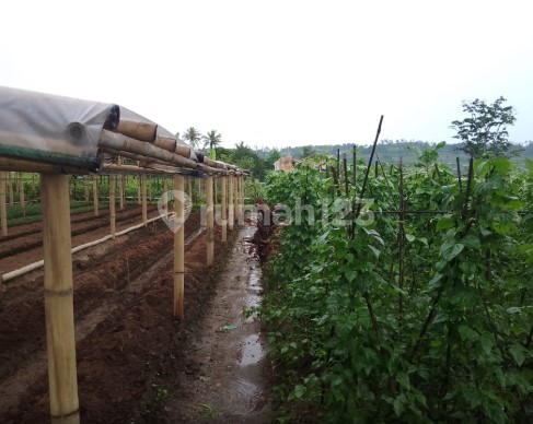 Harga Masih di Bawah Pasar! Tanah Potensial di Sukaresmi Cianjur Sukabumi Cocok untuk Villa, Homestay, atau Kebun Pribadi