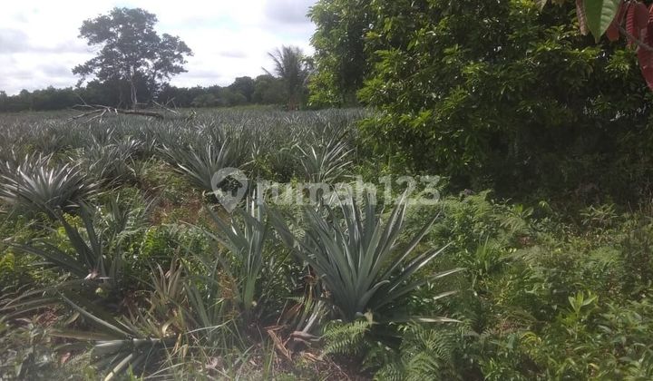 Pineapple Orchard Plot Land Pineapple Orchard Plot Land