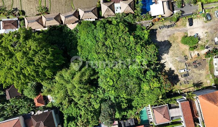 Disewakan Tanah Komersial 6500 Meter di Daerah Ramai Turis di Ubud, Bali Disewakan Tanah Komersial 6500 Meter di Daerah Ramai Turis di Ubud, Bali