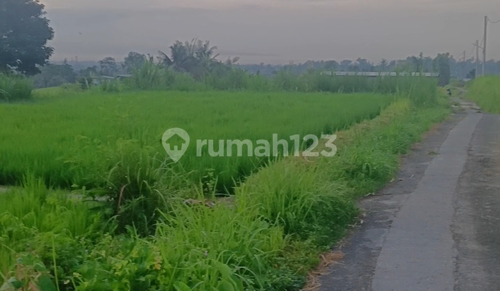 Tanah Sawah Pribadi Subur View Bagus Jl Motor Di Klungkung Bali Tanah Sawah Pribadi Subur View Bagus Jl Motor Di Klungkung Bali
