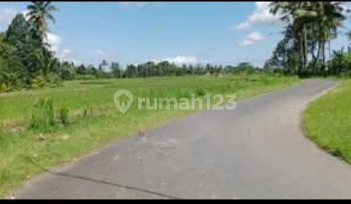 Tanah Kavling Murah View Sawah Dan Sungai Deket Ubud Gianyar Bali Tanah Kavling Murah View Sawah Dan Sungai Deket Ubud Gianyar Bali