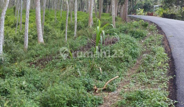 Land for Sale in Cimerak, Pangandaran, Roadside Land for Sale in Cimerak, Pangandaran, Roadside