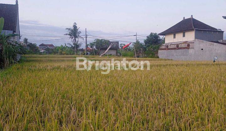 Tanah Sewa 13.5 Are Jalan Raya Guwang Ketewel Gianyar 1
