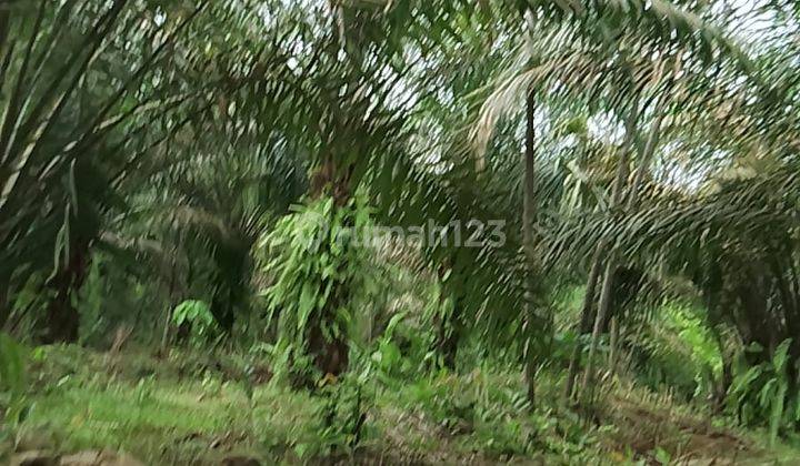 Dijual Lahan di Desa Cilayang, Curugbitung, Lebak 2