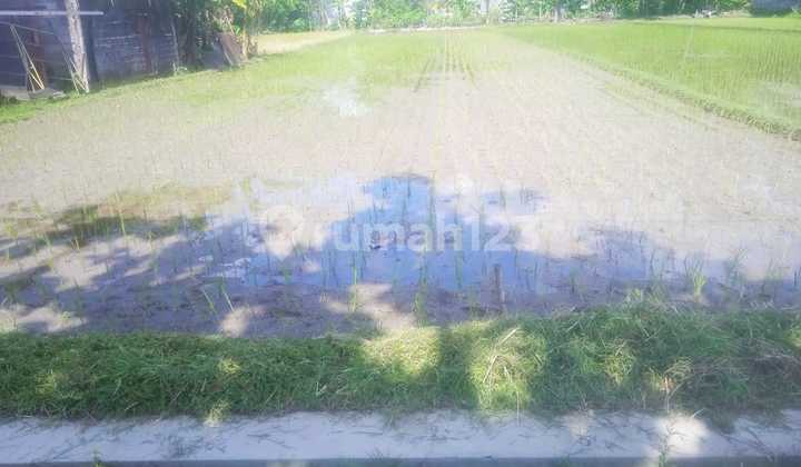 Disewakan Tanah Sawah 831 Meter Persegi Lokasi Strategis di Tegalrejo Yogyakarta Disewakan Tanah Sawah 831 Meter Persegi Lokasi Strategis di Tegalrejo Yogyakarta