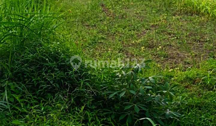 For Rent: 1100 Square Meters of Rice Field Land, Location Tajem Ngemplak Sleman