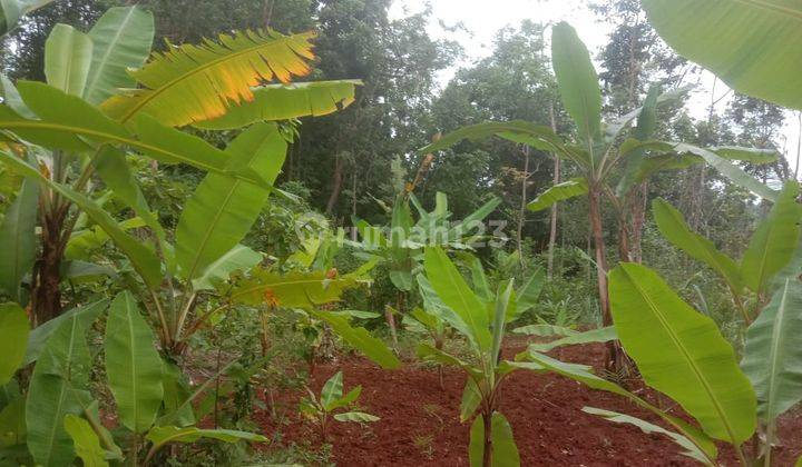 Miliki Tanah Seluas 1225 Meter Persegi Lokasi Patuk Gunung Kidul  2