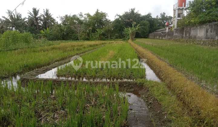 Paddy Field with Strategic Location in the Candi Binangun Area - Pakem Sleman