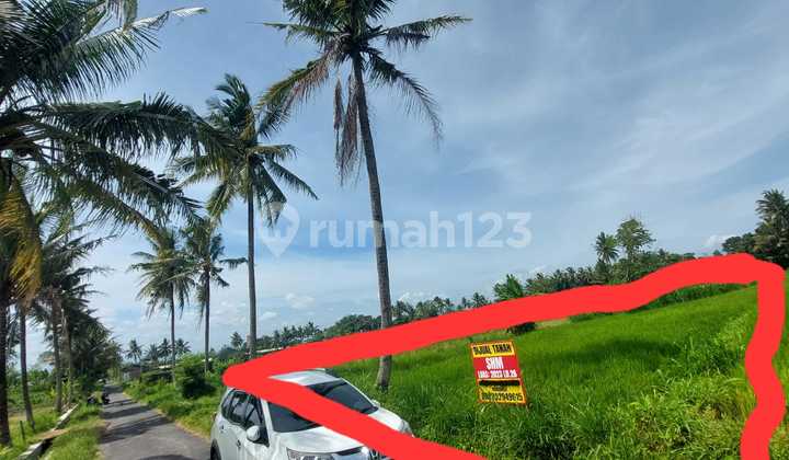 Rice Field Land Area 2023 Square Meters Location Near Kopi Klothok - Pakem Sleman