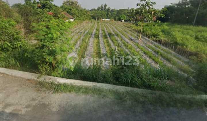 Disewakan Tanah Sawah Cocok Pertanian Lokasi Bedog Trihanggo - Gamping Sleman