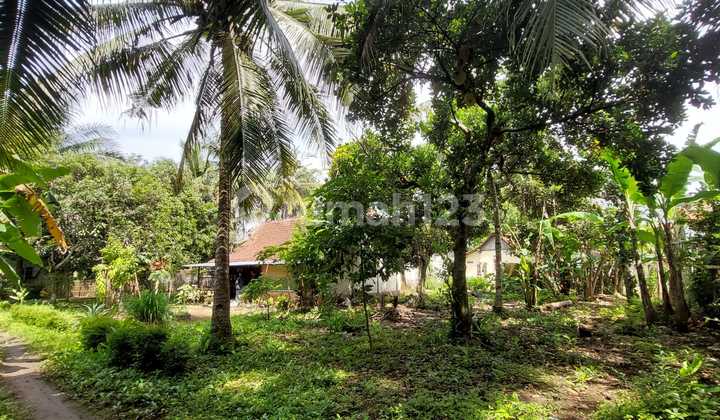 Dijual Tanah Pekarangan Luas 1170 Meter Persegi Lokasi Strategis di Pangen Rejo - Purworejo