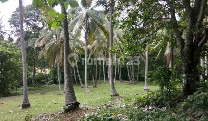 Dijual Tanah Luas 88 Are Selemadeg Barat 