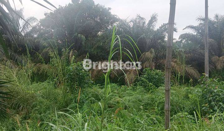 Tanah 1 Ha Pinggir Jalan Pasir Putih 1