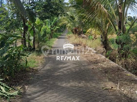 Dijual Tanah Kebun Segobang - Licin, Banyuwangi