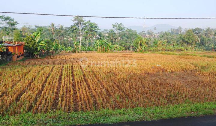 Dijual Cepat Sawah Pinggir Jalan Dengan Luas 3700 Meter Persegi Surat Masih Ajb Strategis Pinggir Jalan 2