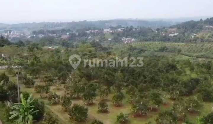 Dijual Kebun Alpukan Milky di Sukabumi #OC25 Dijual Kebun Alpukan Milky di Sukabumi #OC25