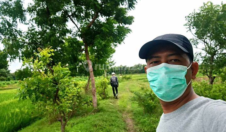 DIJUAL TANAH SEBELAH BEKAS PABRIK TEPUNG - TUBAN DESA BANCAR 2