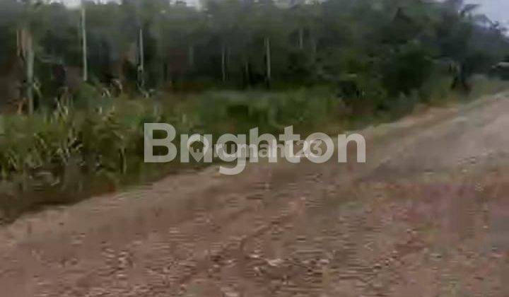 Lahan luas untuk kebun sawit 1