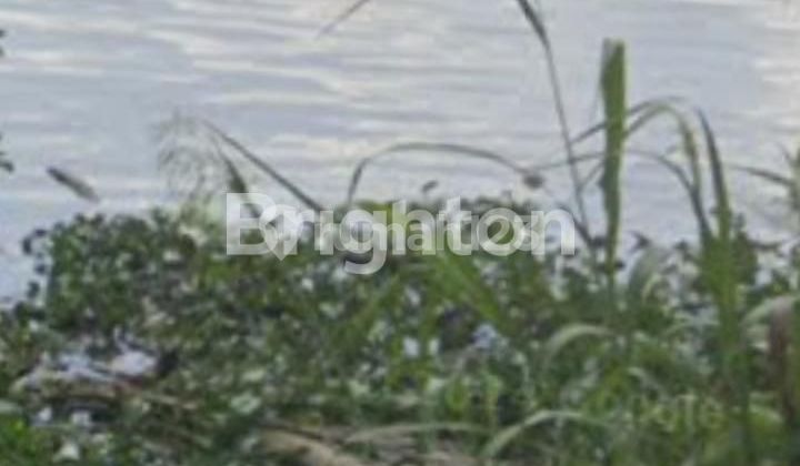 Lahan luas cocok untuk kebun sawit 1