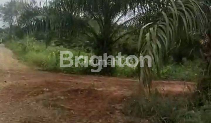 lahan luas untuk kebun sawit 1