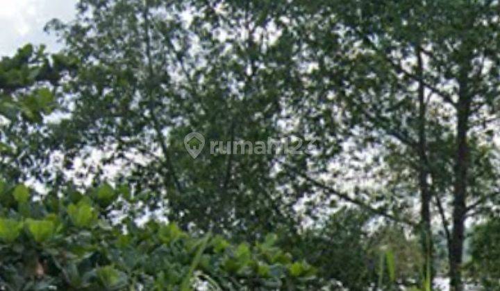 Lahan Luas Untuk Sawit Pinggir Sungai  2