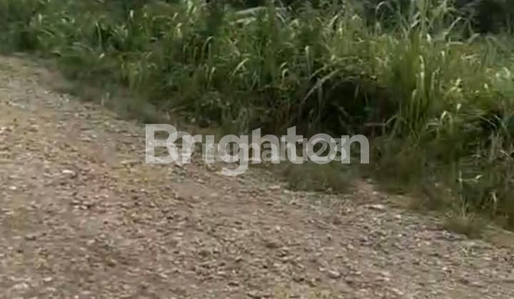 Lahan luas cocok untuk kebun sawit 2