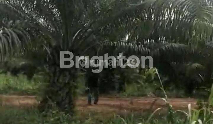 Lahan luas untuk kebun sawit 2