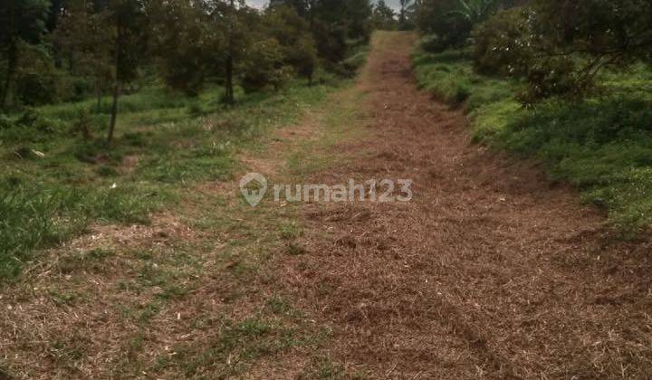 beli tanah bonus kebun durian, kebun alpukat, dan villa 2