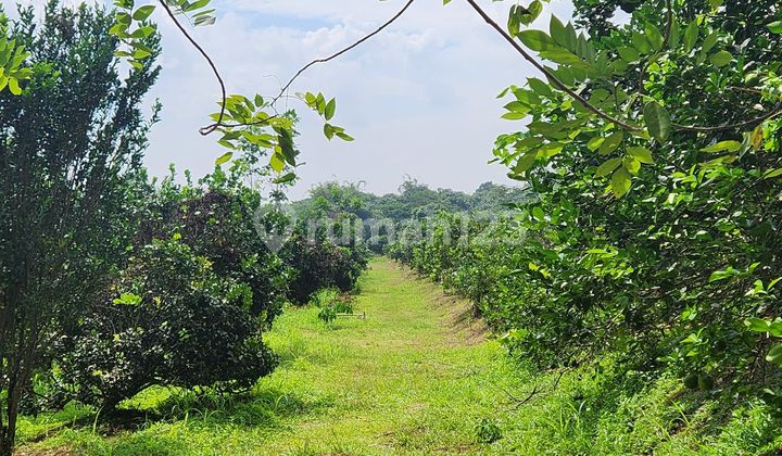Plantation Land Suitable for Warehouse Tourist Attraction in Margasari Village, Dawuan Subdistrict, Subang Regency, West Java Plantation Land Suitable for Warehouse Tourist Attraction in Margasari Village, Dawuan Subdistrict, Subang Regency, West Java