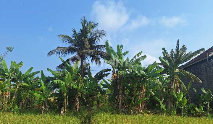 Cheap Land 2 Ares Below Market Price in Batu Bulan Gianyar Bali Cheap Land 2 Ares Below Market Price in Batu Bulan Gianyar Bali