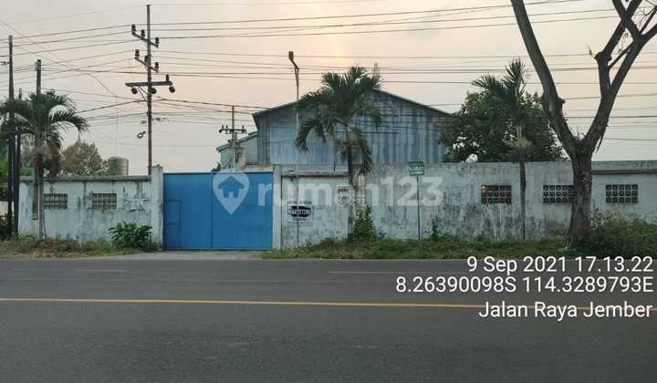 Gudang Ex Pabrik Di Bawah Pasar Raya Jember Banyuwangi 829 Murah 