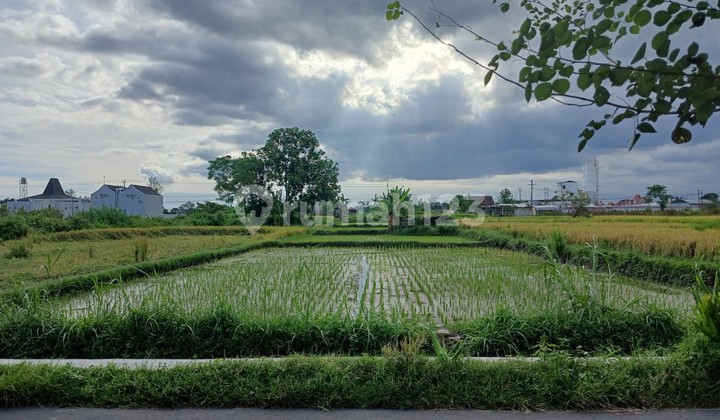 Tanah Sawah 2015 Meter Persegi Lokasi Dekat Candi Prambanan Klaten