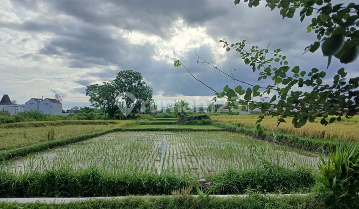 Tanah Sawah 2015 Meter Persegi Lokasi Dekat Candi Prambanan Klaten