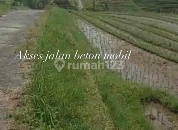 For Sale 1000m2 Land in Bajera, Tabanan, Bali