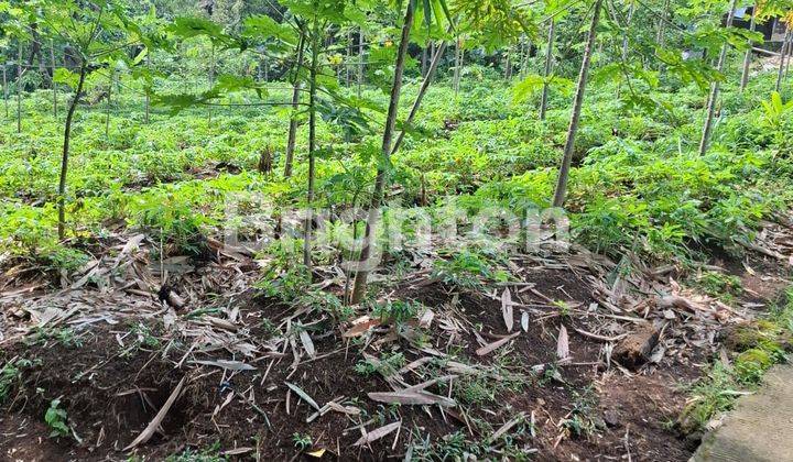 TANAH DEKAT CURUG NANGKA DAN KAKI GIMUNG SALAK DRAMAGA BOGOR  JAWA BARAT 2