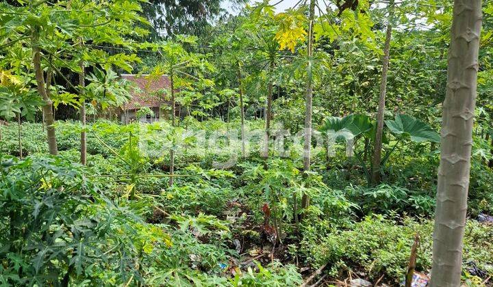 TANAH DEKAT CURUG NANGKA DAN KAKI GIMUNG SALAK DRAMAGA BOGOR  JAWA BARAT 1